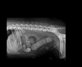 Veterinario-Sintra-Gastroenterite-Fecaloma-site.jpg