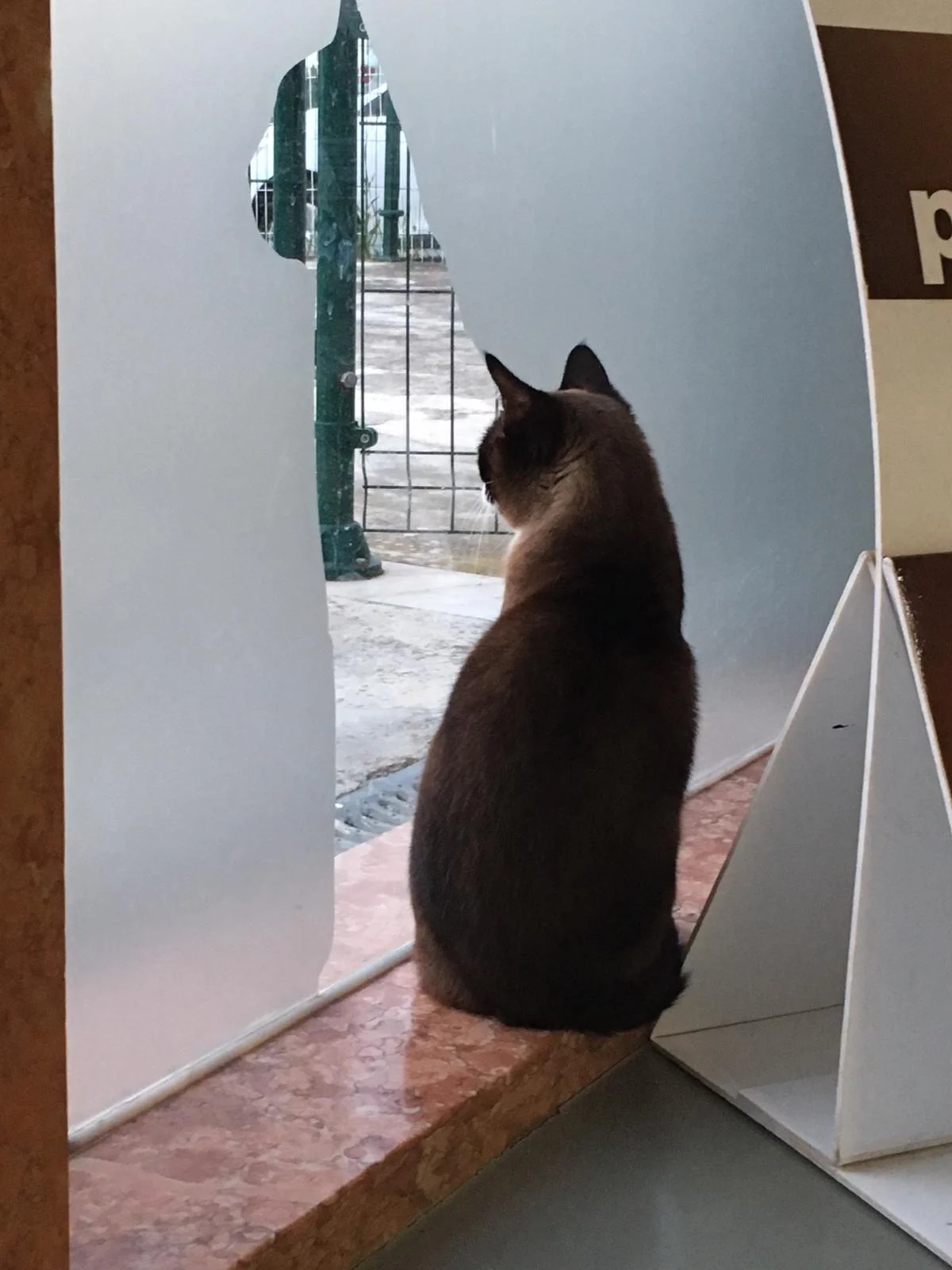 Veterinariosintra_ameijoa janela.JPG