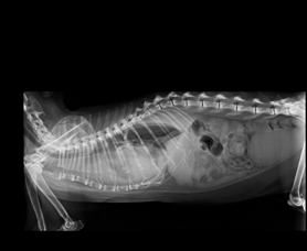 Veterinario-Sintra-Radiografia-digital-site.jpg