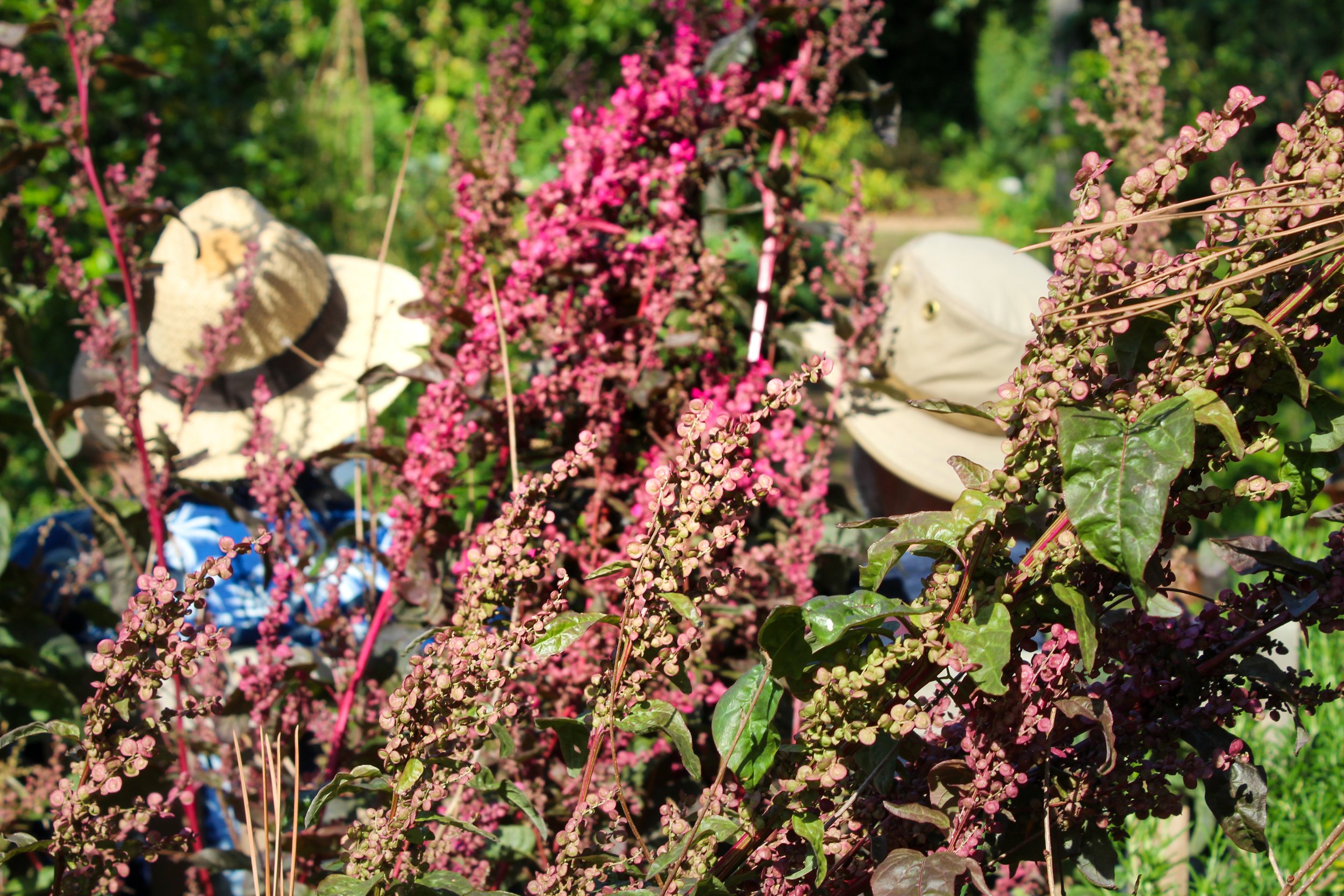 Cecile 12 IMG_0842.JPG