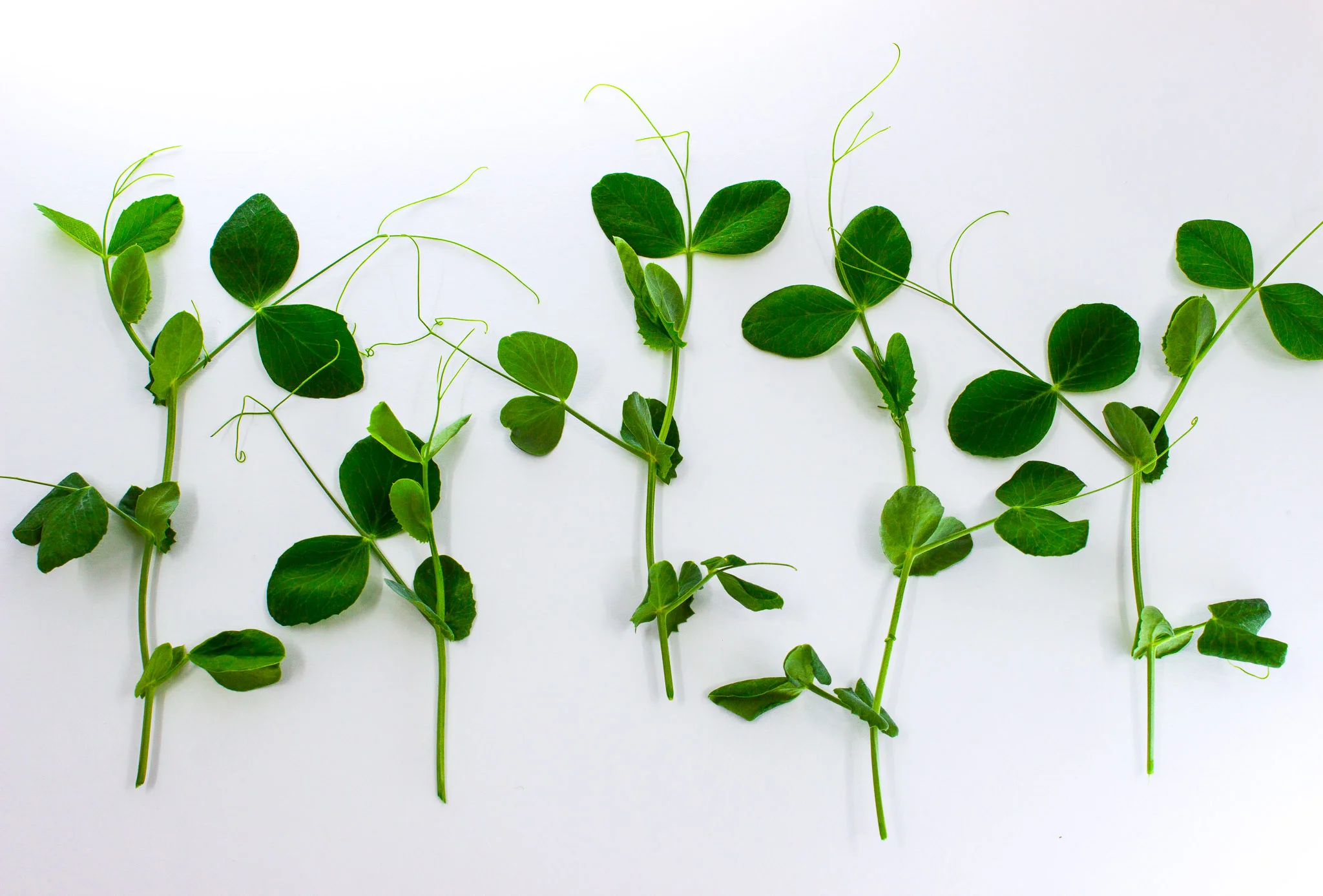 VIGEO GARDENS' PEA SHOOT RECIPES 