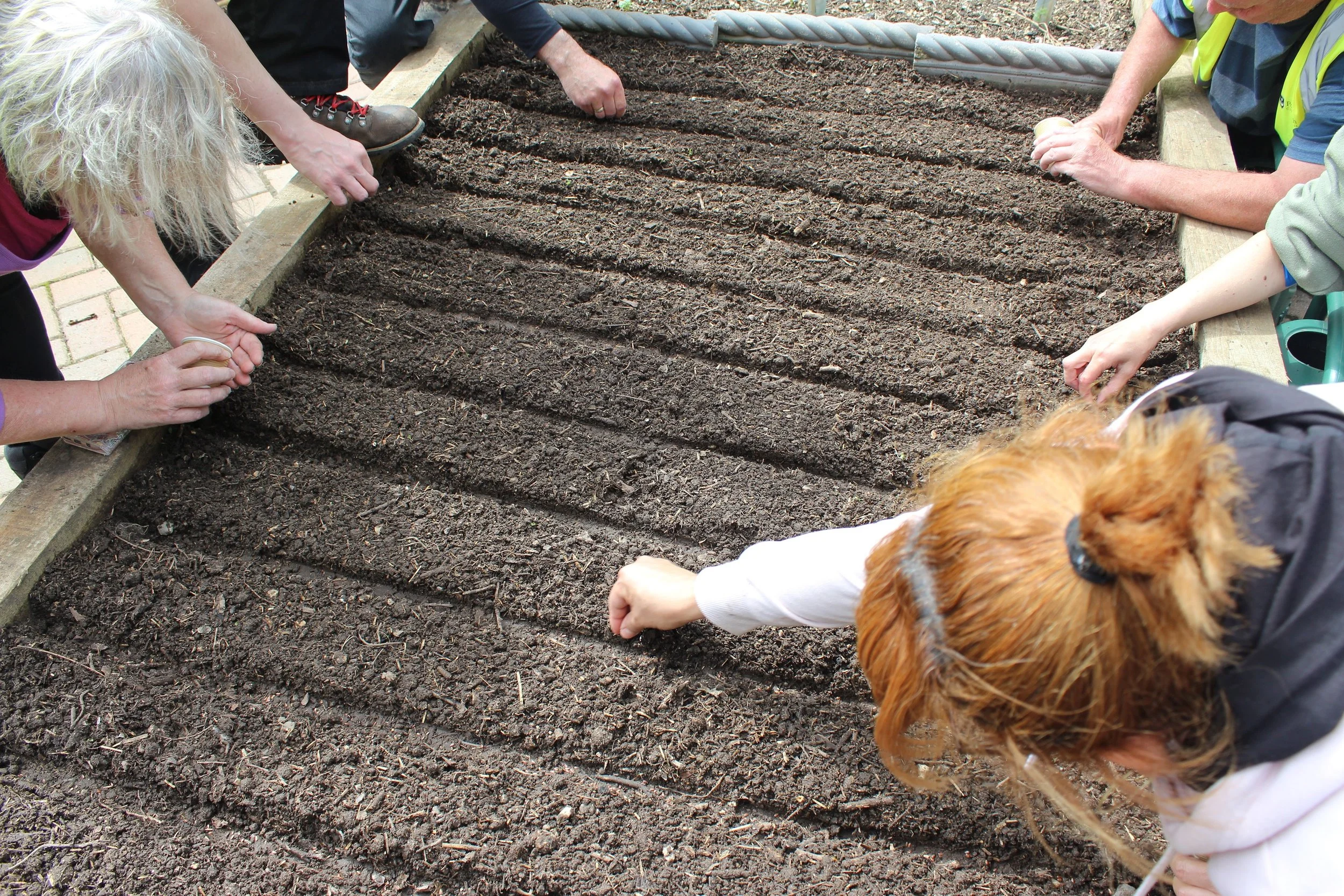 Landport Community Garden Sowing