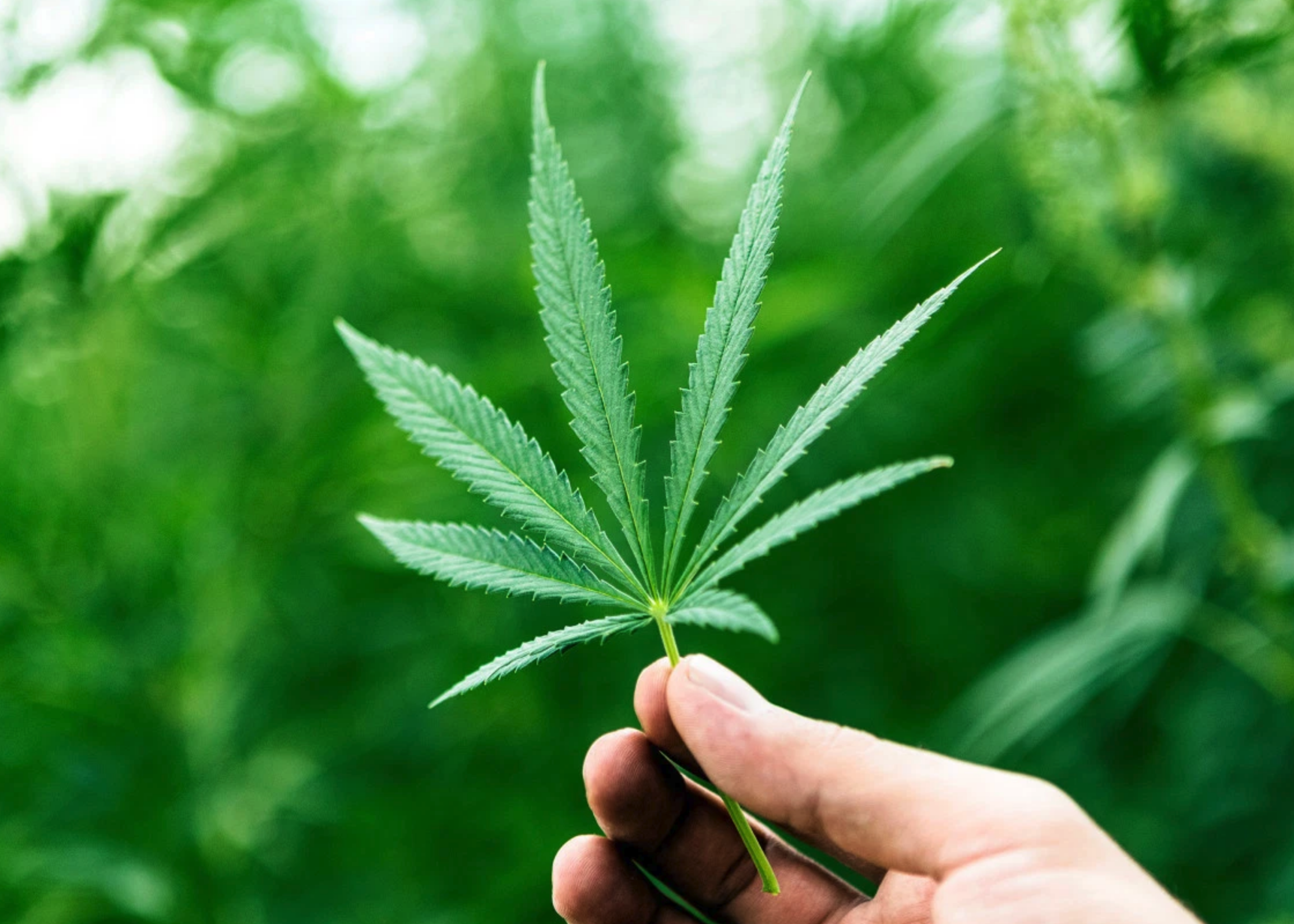 Learn how to grow cannabis
