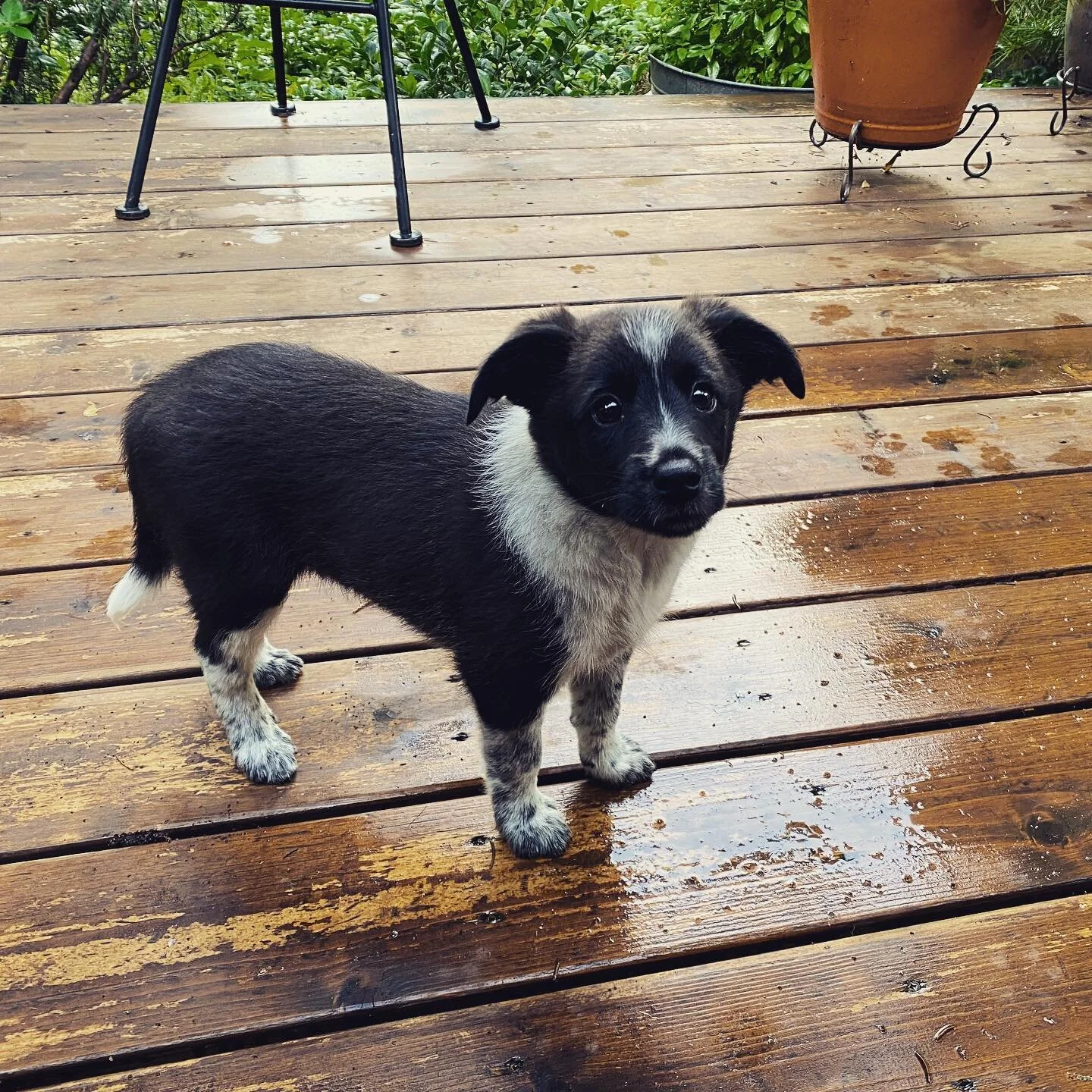 We got Juno,this sweet little pup, last fall, we are all obsessed with this cutie.