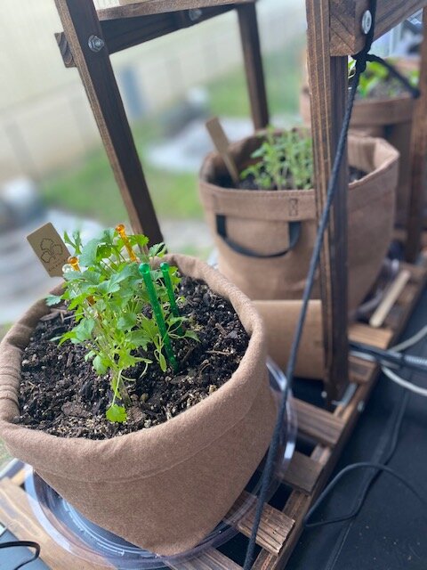 Urban Gardening (with Nick!) 