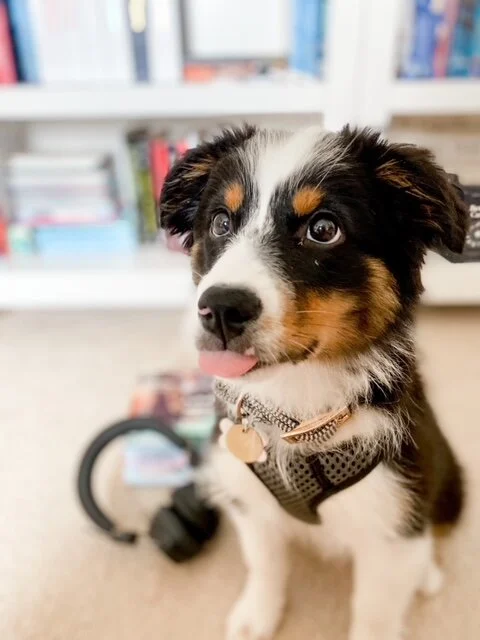 Pupdate: One Month with Beasley