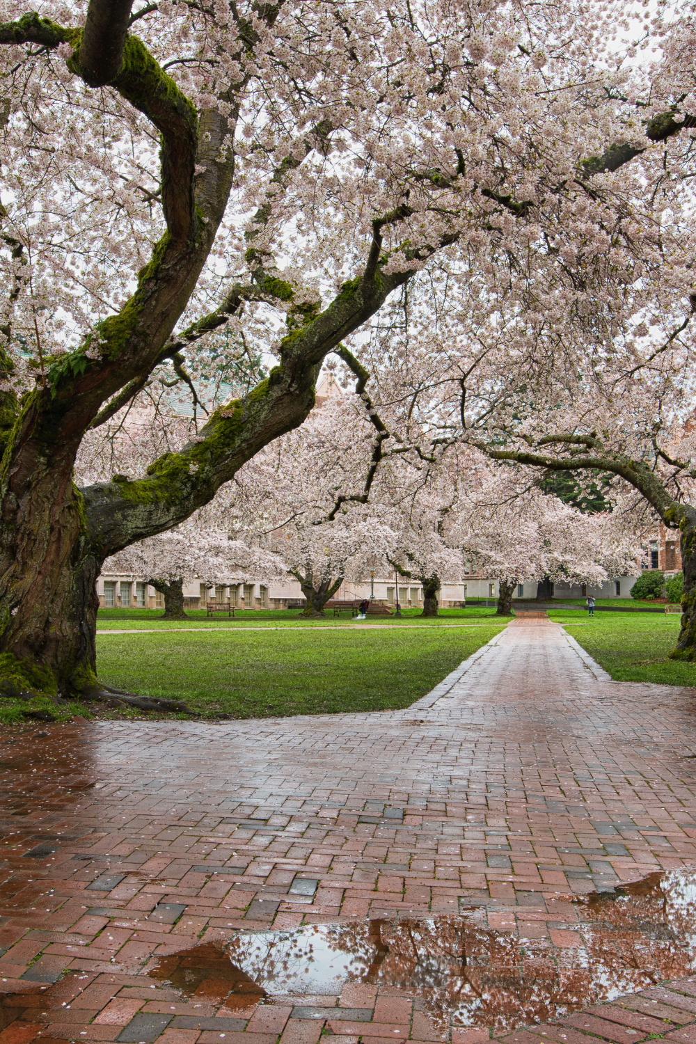 Spring Ambiance Videos for Springtime Reading