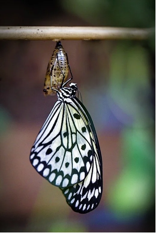 Resurrections Re-Create Us