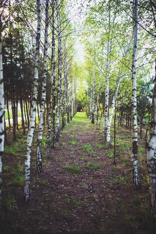 wood-light-forest-trees.jpg