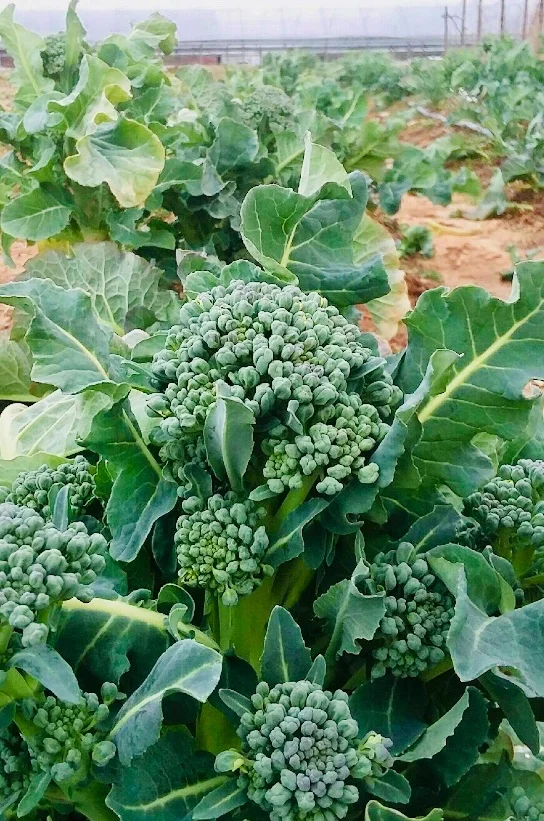 Double your pleasure - forget Wrigley Gum - let's go for VEGGIES!