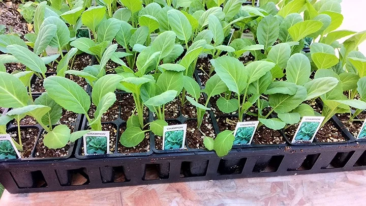 Let's celebrate SPRING...