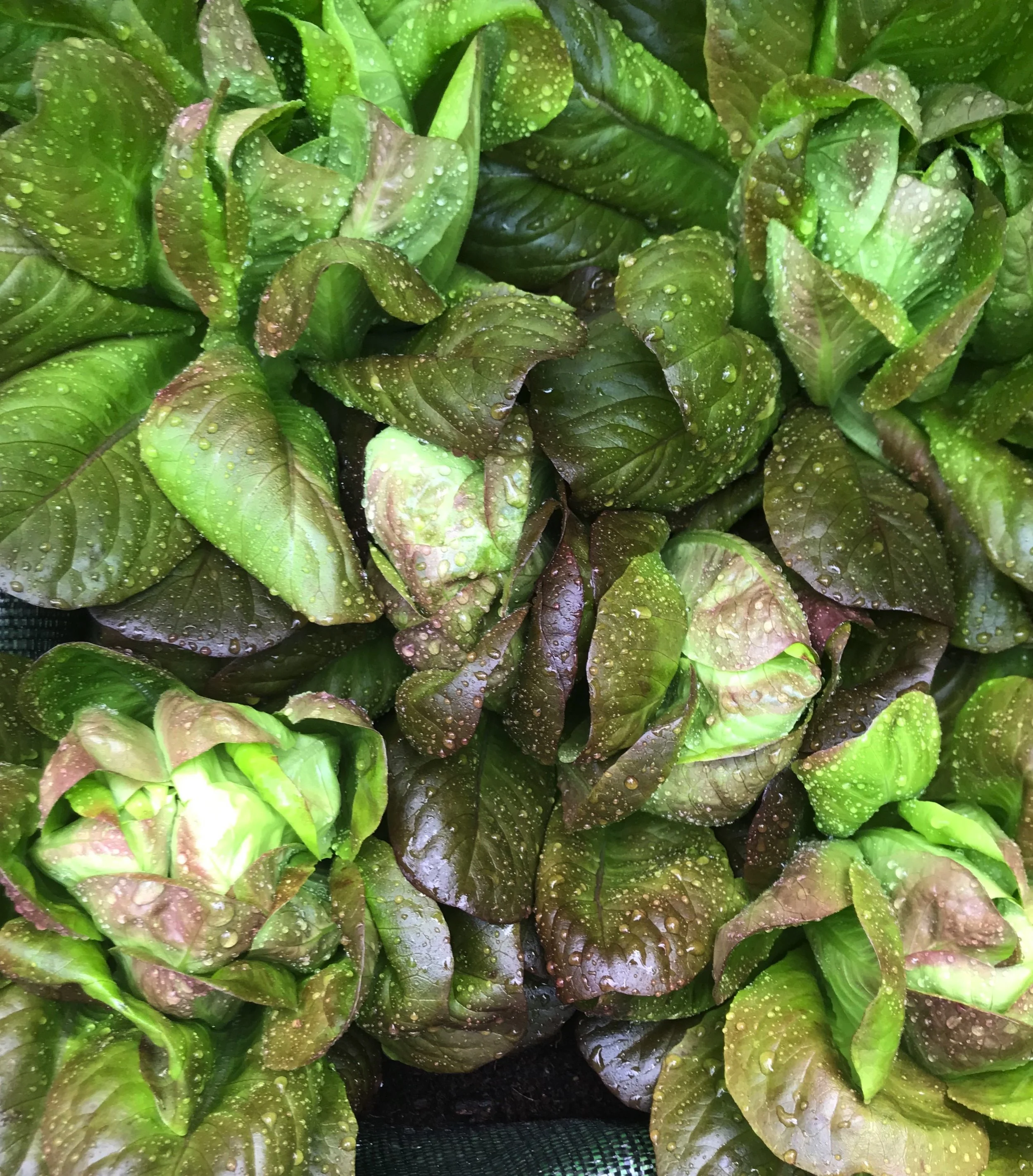 The Full Monty for Market Shopping