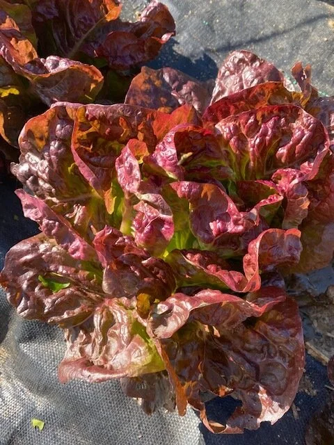 Saturday, June 6 // Feeling Fortunate