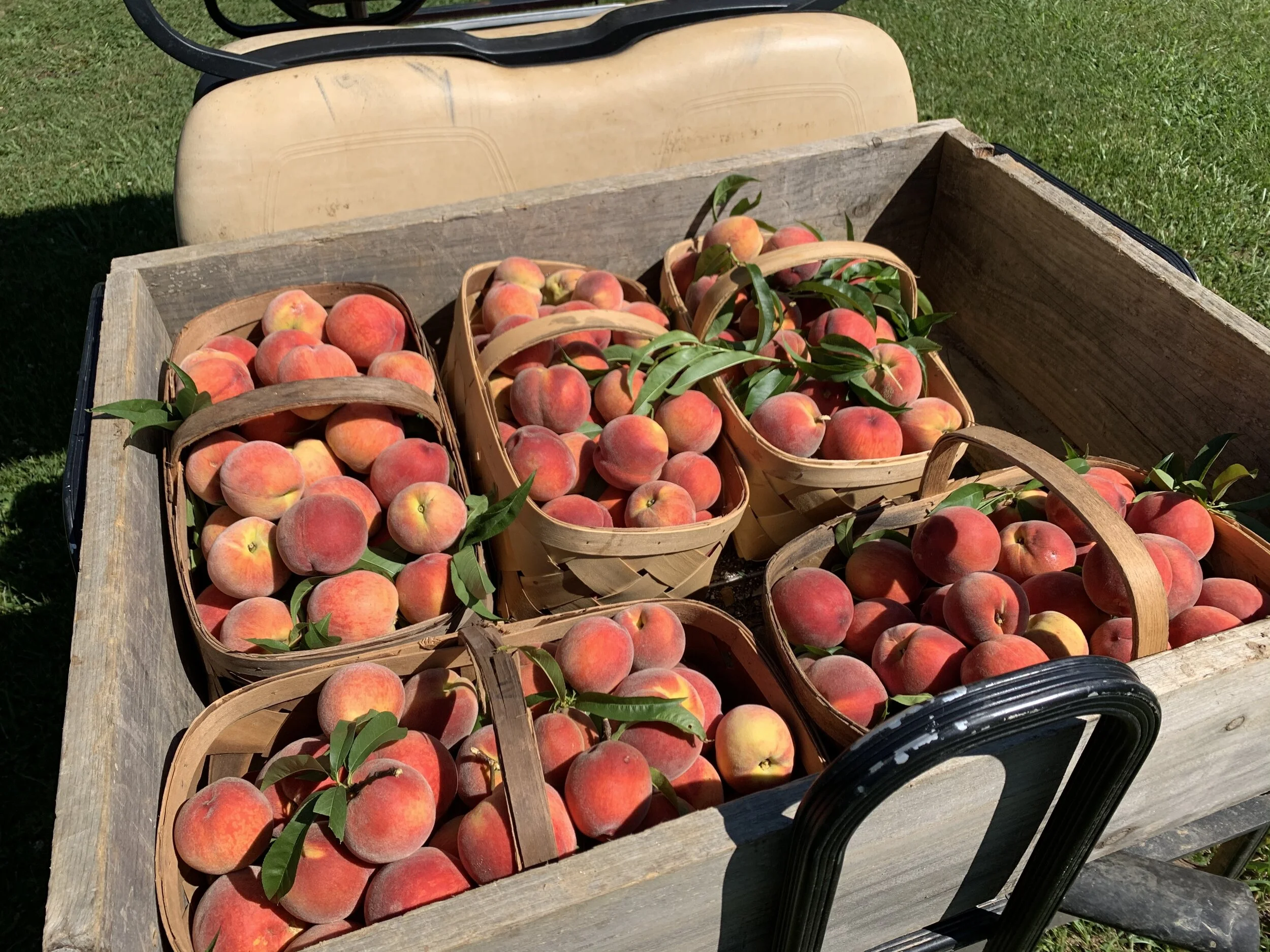 Saturday, June 20 // Fresh Fruit is Coming