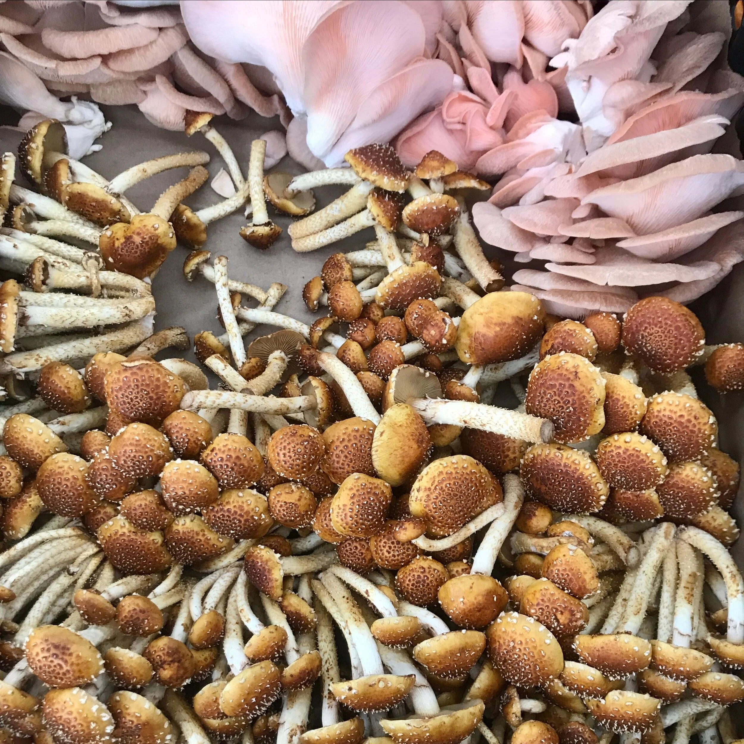 Wednesday, September 16 // Food Books &amp; Blogs