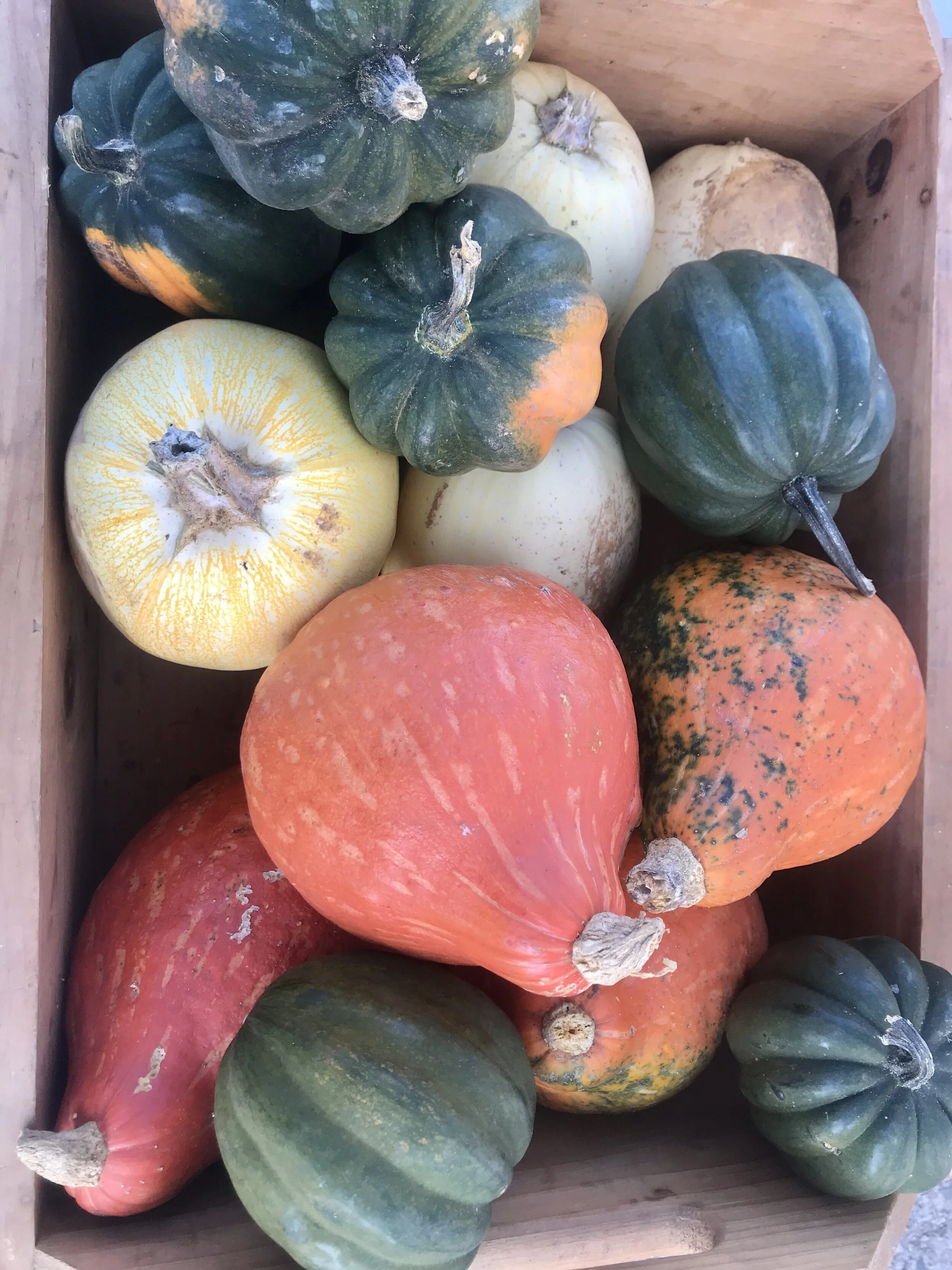 Saturday, October 10 // Seed Saving