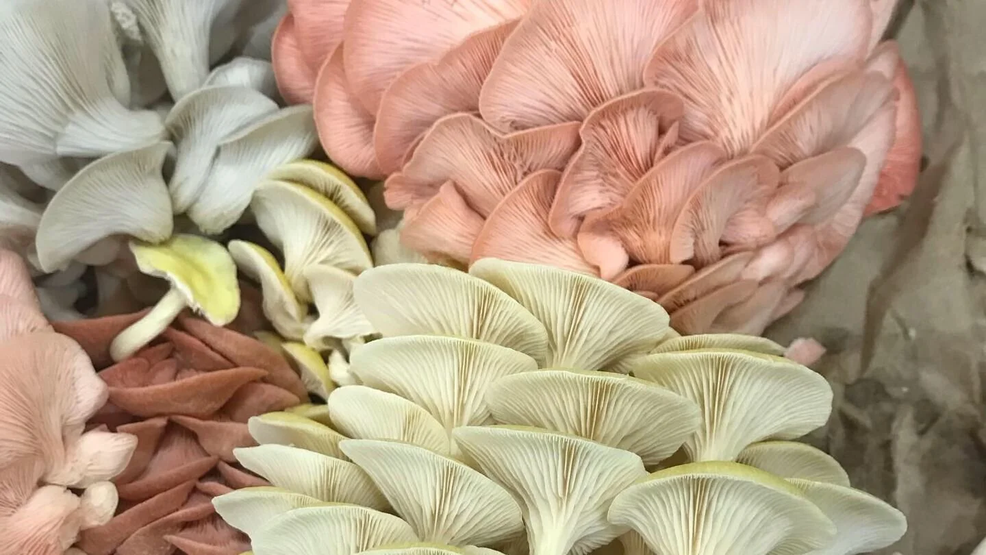 Wednesday, October 14 // Snag-a-Shroom