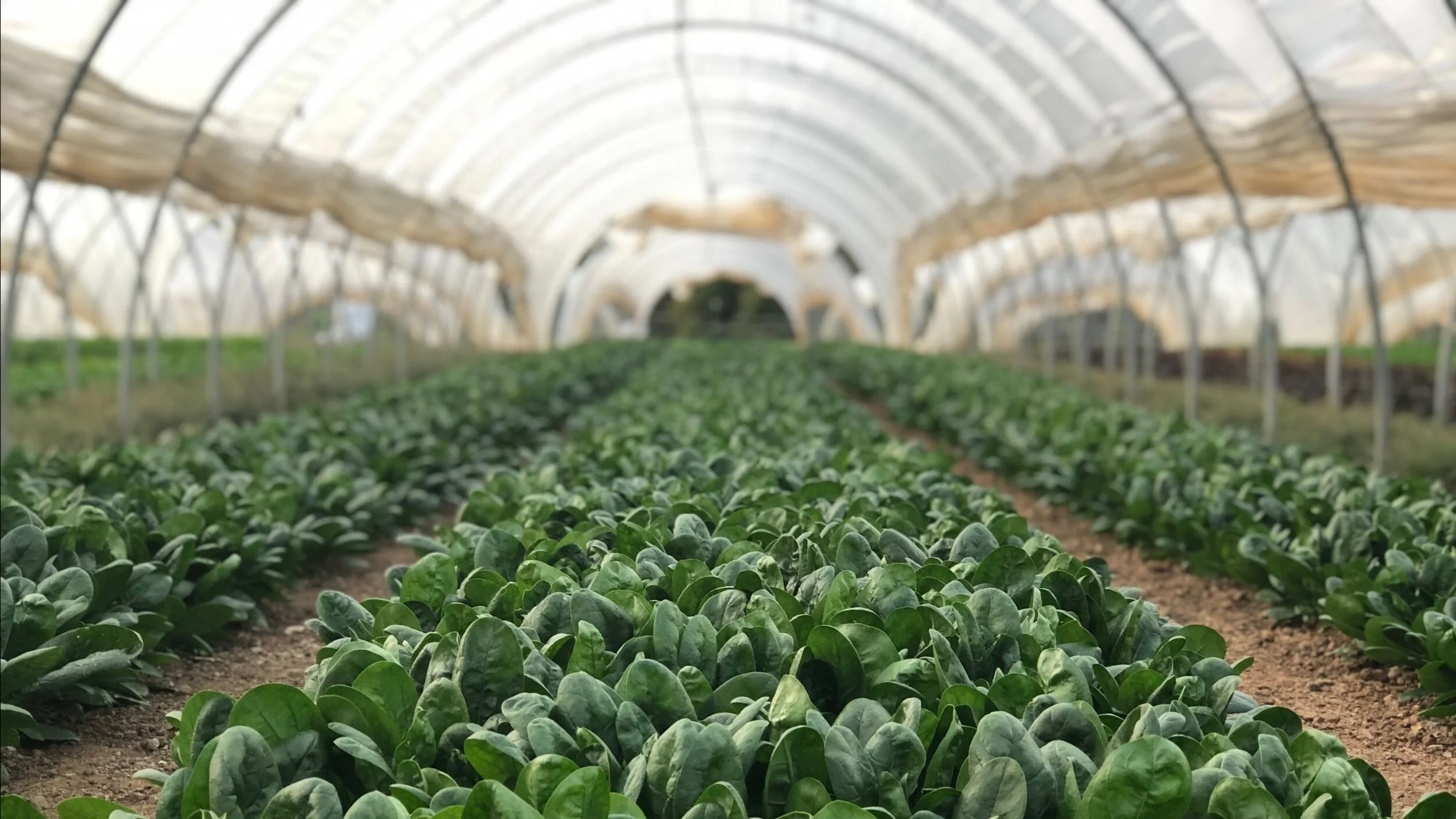 Wednesday, October 21 // The State of Food