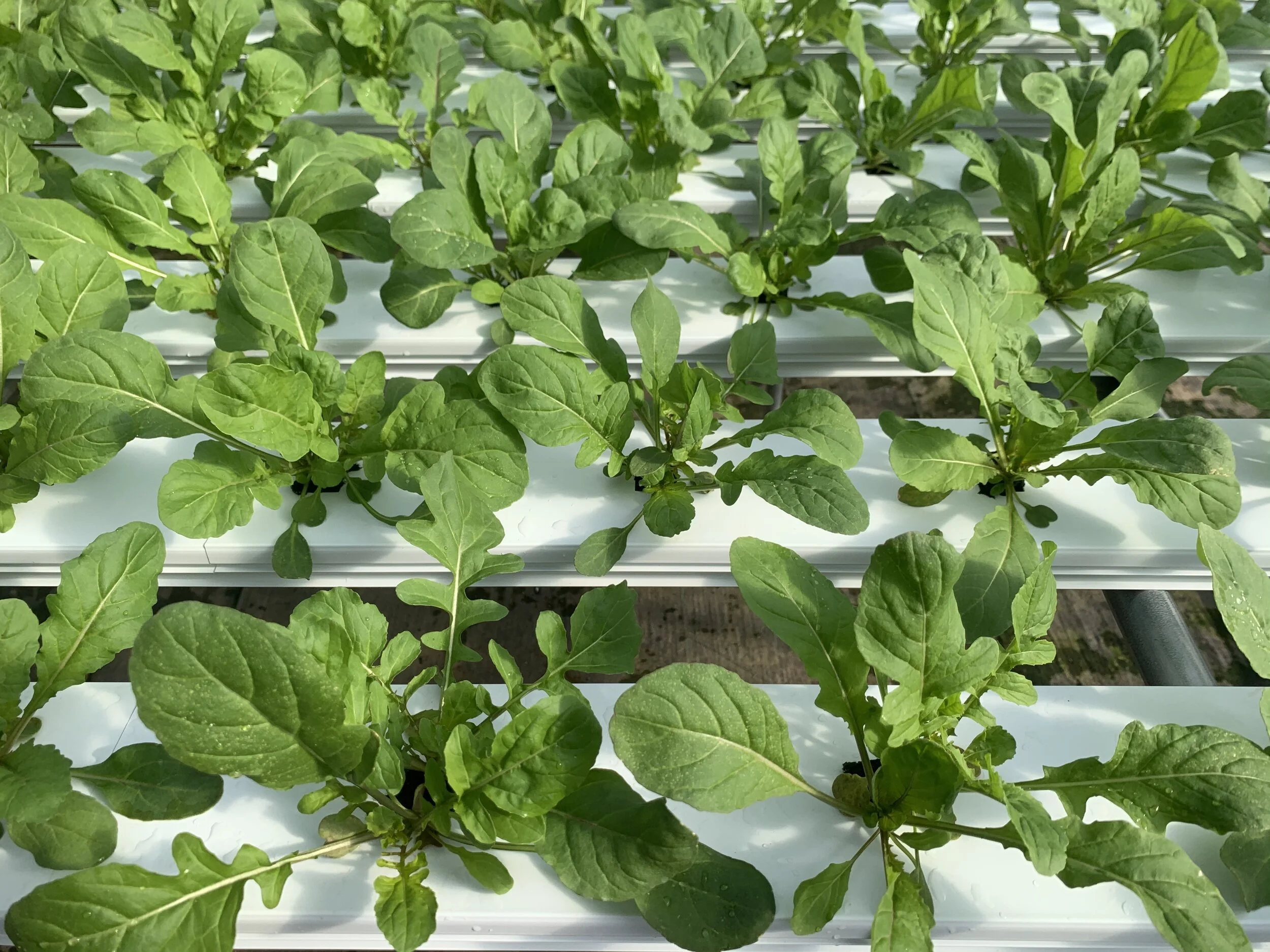 Saturday, January 16 // Soups-n-Stews