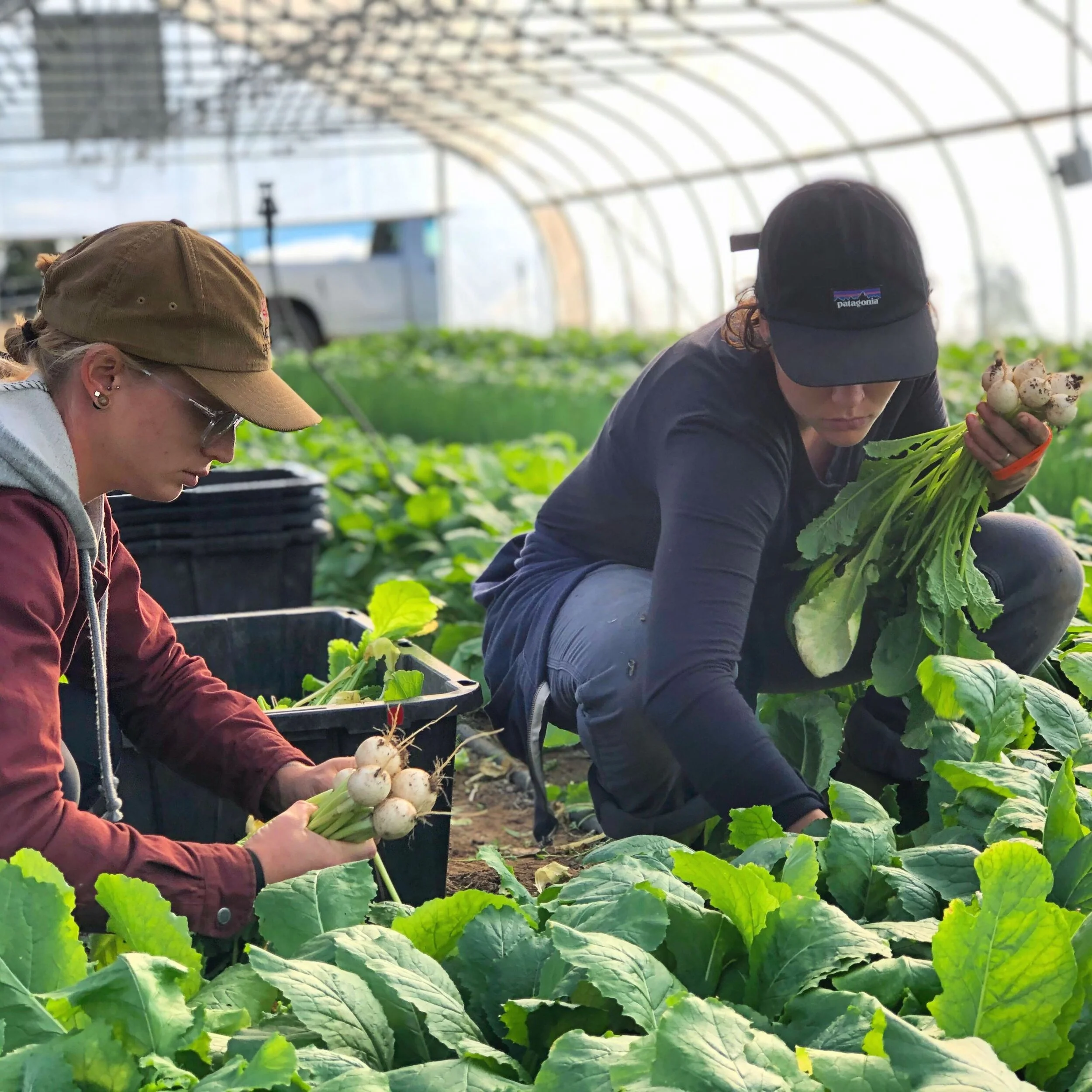 Saturday, February 27 // Smashed Turnips