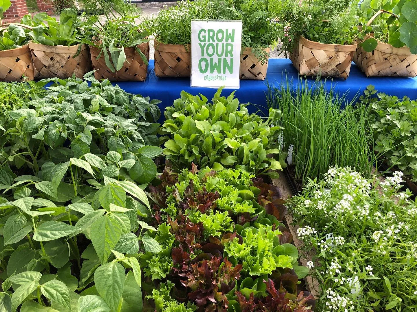 Saturday, April 24 // Plants, Plants &amp; More Plants!