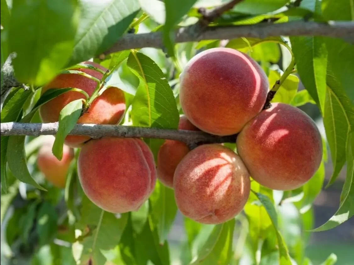 Saturday, June 5 // Peek-a-Peach