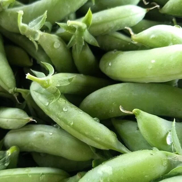 Wednesday, June 9 // Suga' Snappin'