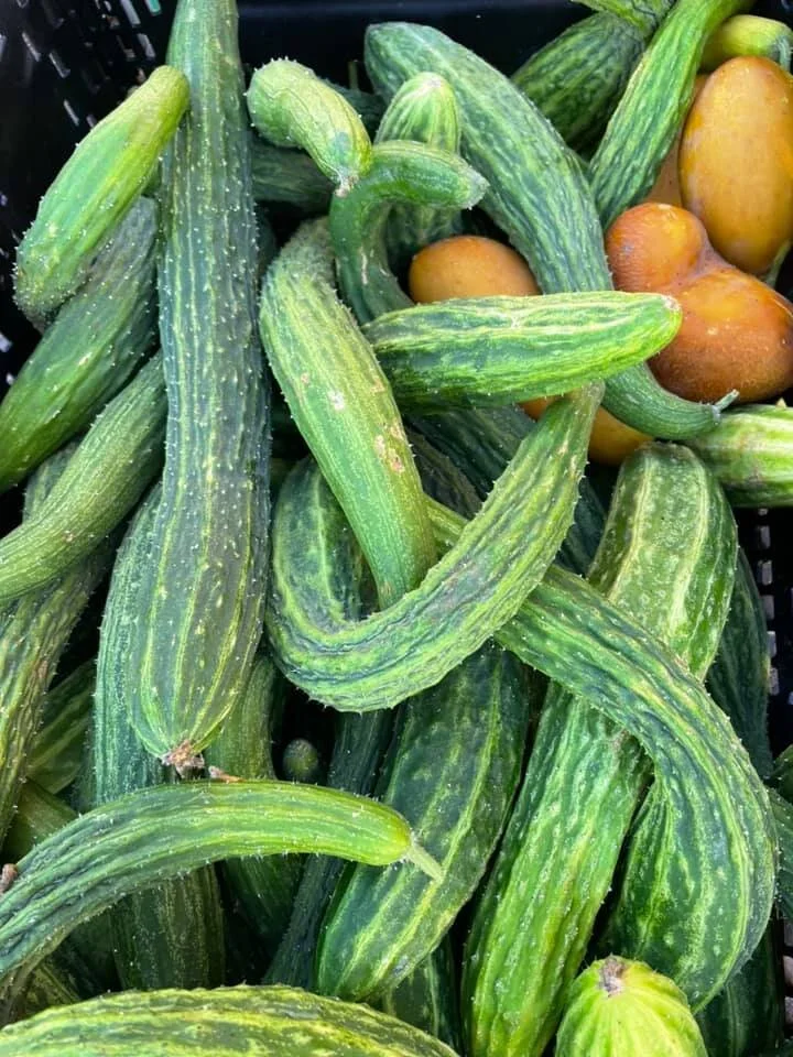 Saturday, July 10 // Crunchin' on Cukes