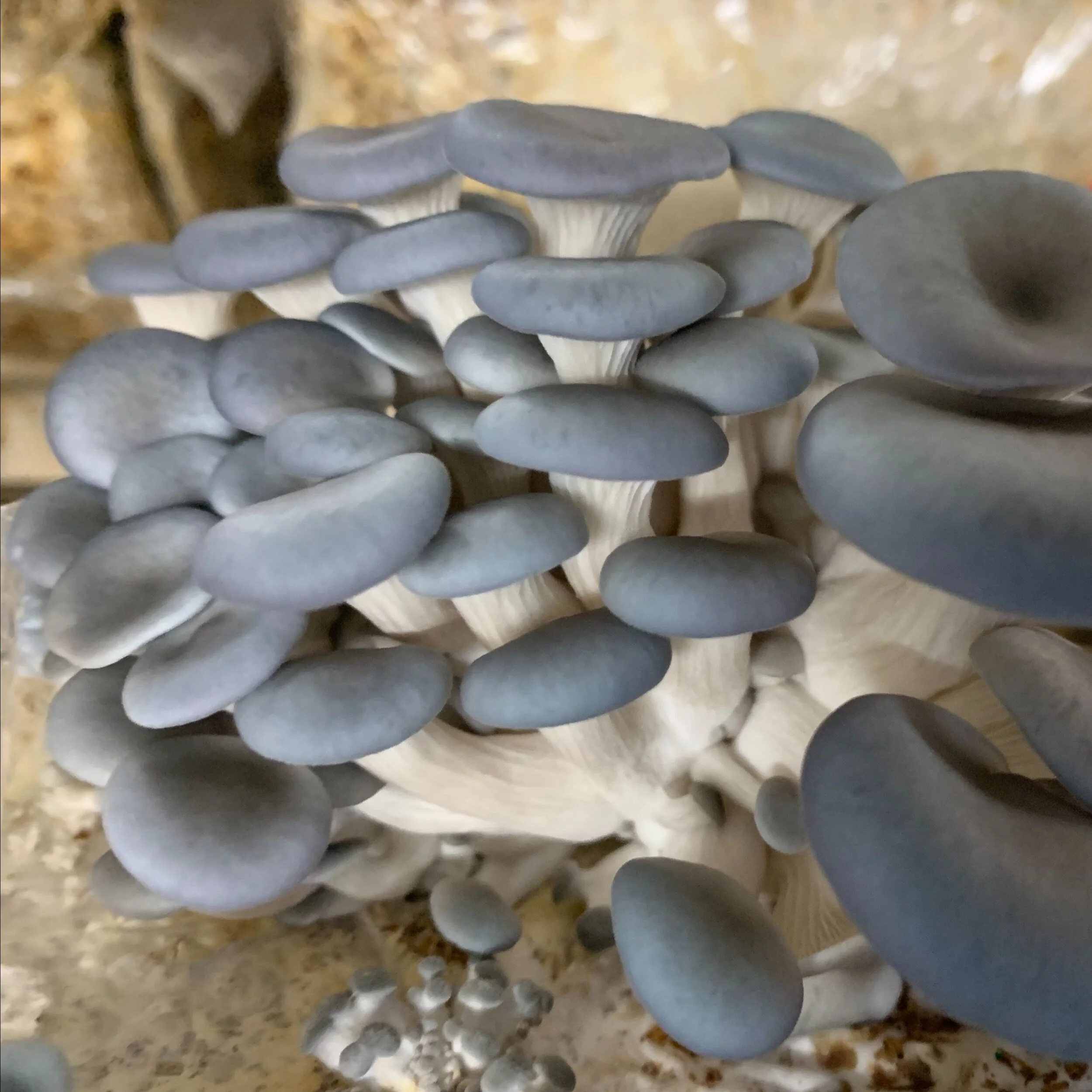 Saturday, July 17 // Mushroom Mania