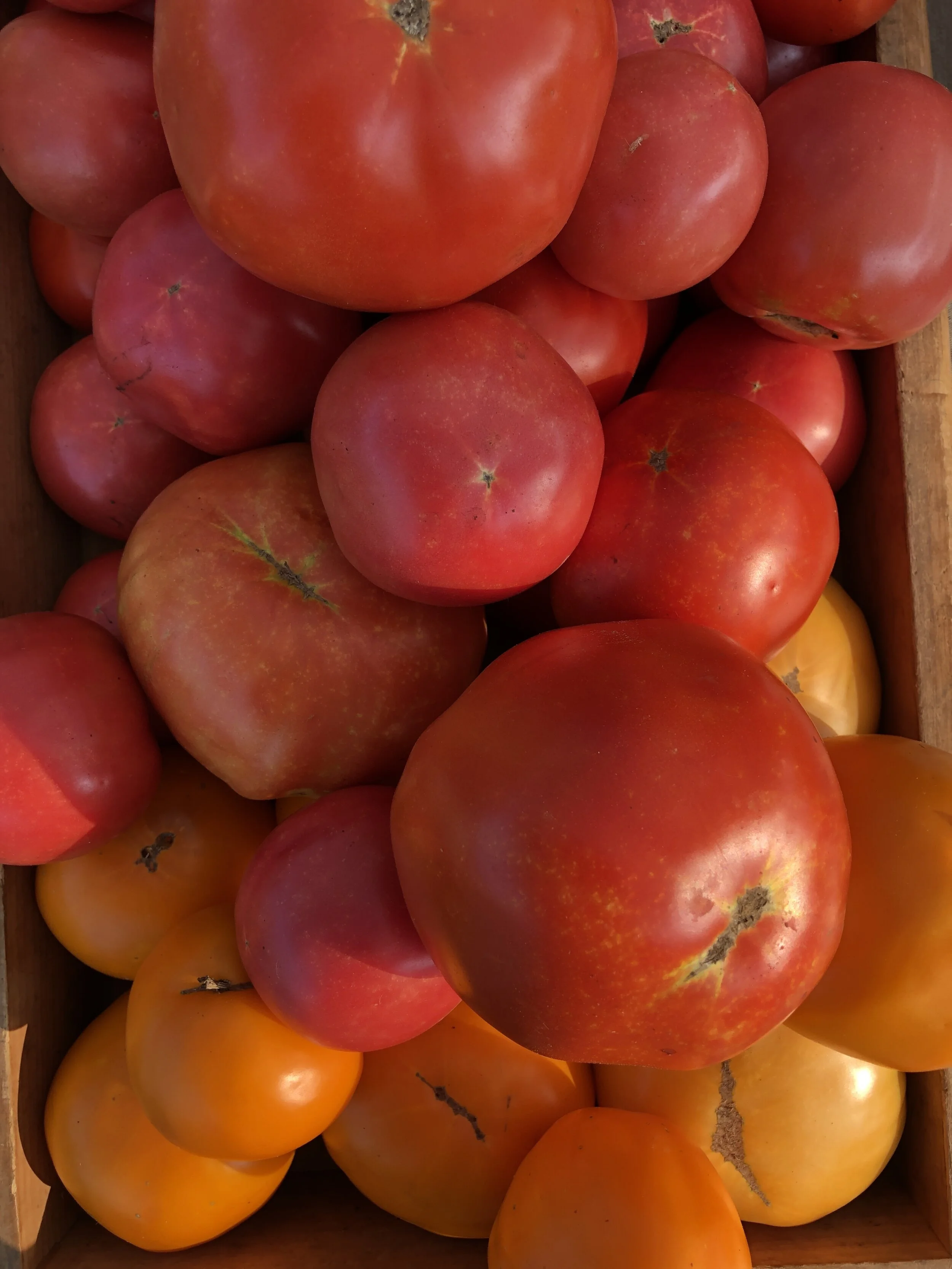 Saturday, August 7 // TOMATO DAY!!