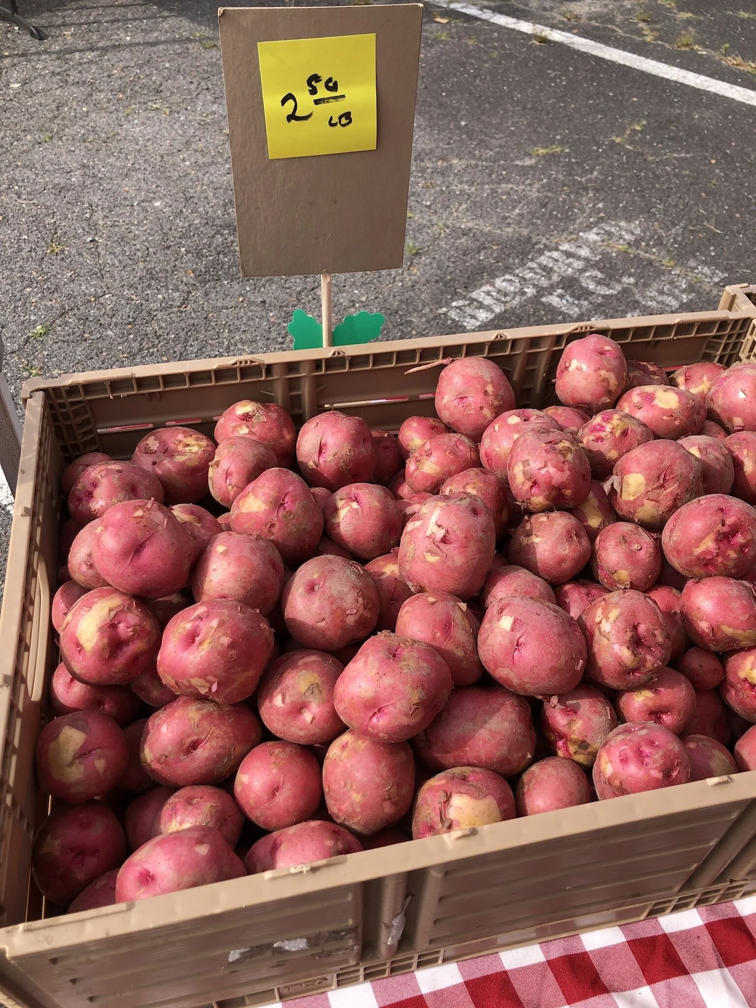 Saturday, August 21 // Pounds o' Potatoes