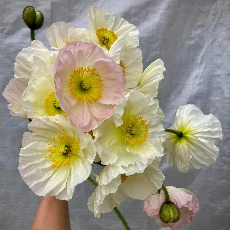 Saturday, March 26 // Final Winter Market