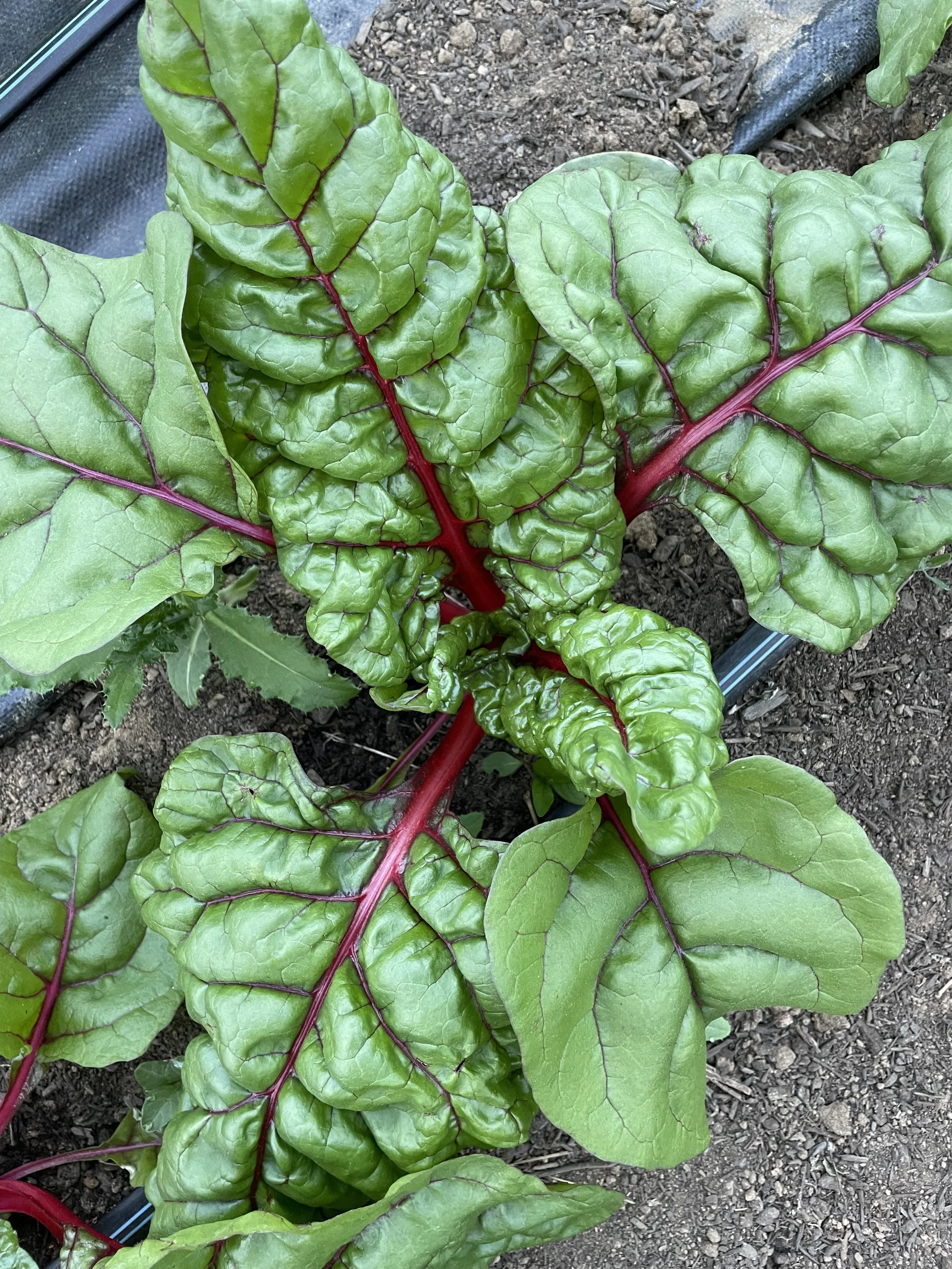 Saturday, May 14 // Recipes &amp; Returning Vendors
