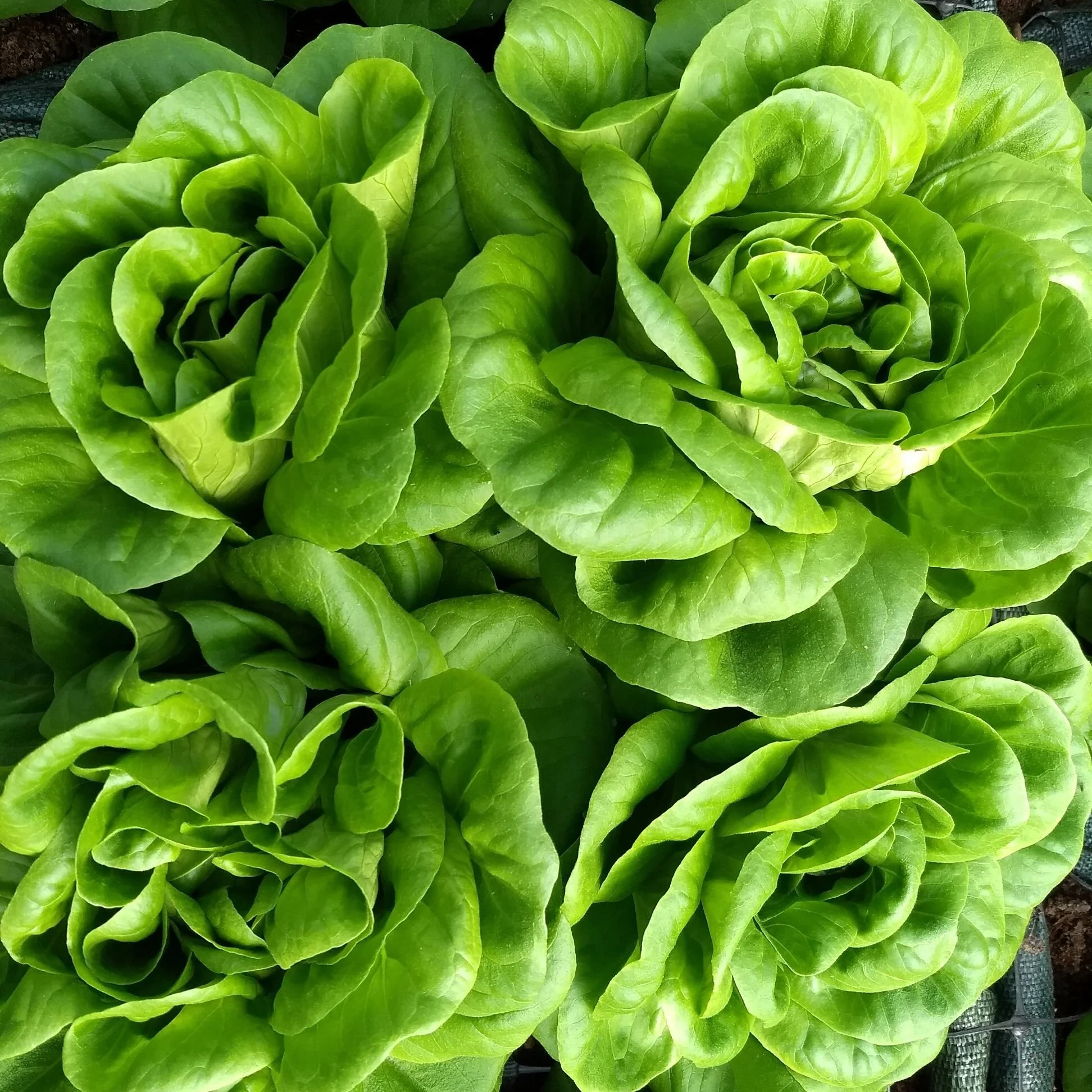 Wednesday, May 25 // Wednesday Market is BACK