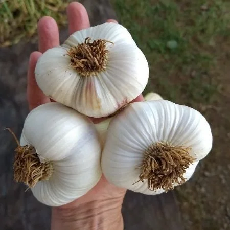 Saturday, June 18 // Garlic, Tea Pops &amp; More