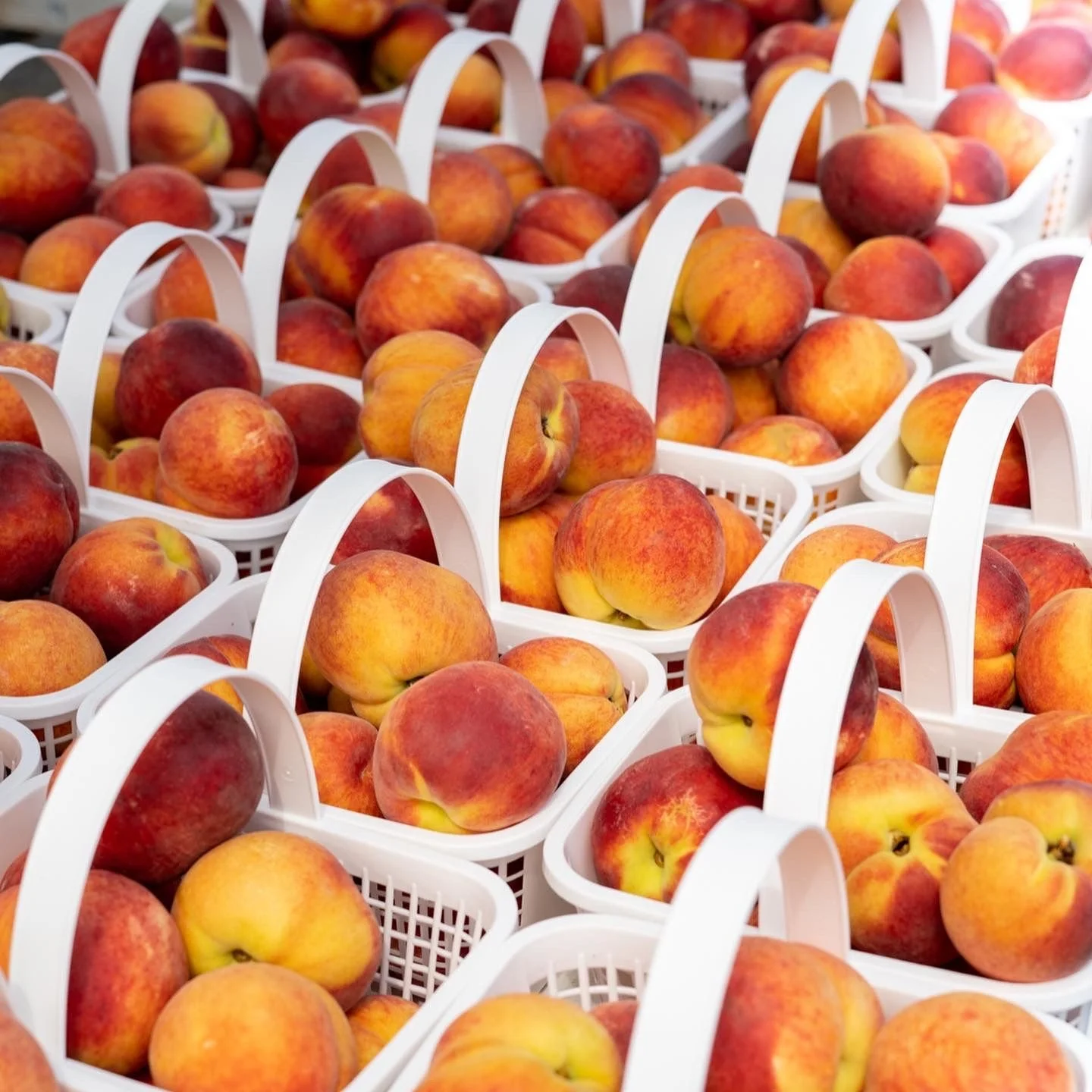 Wednesday, July 6 // CFM Seedlings Learn About BUGS