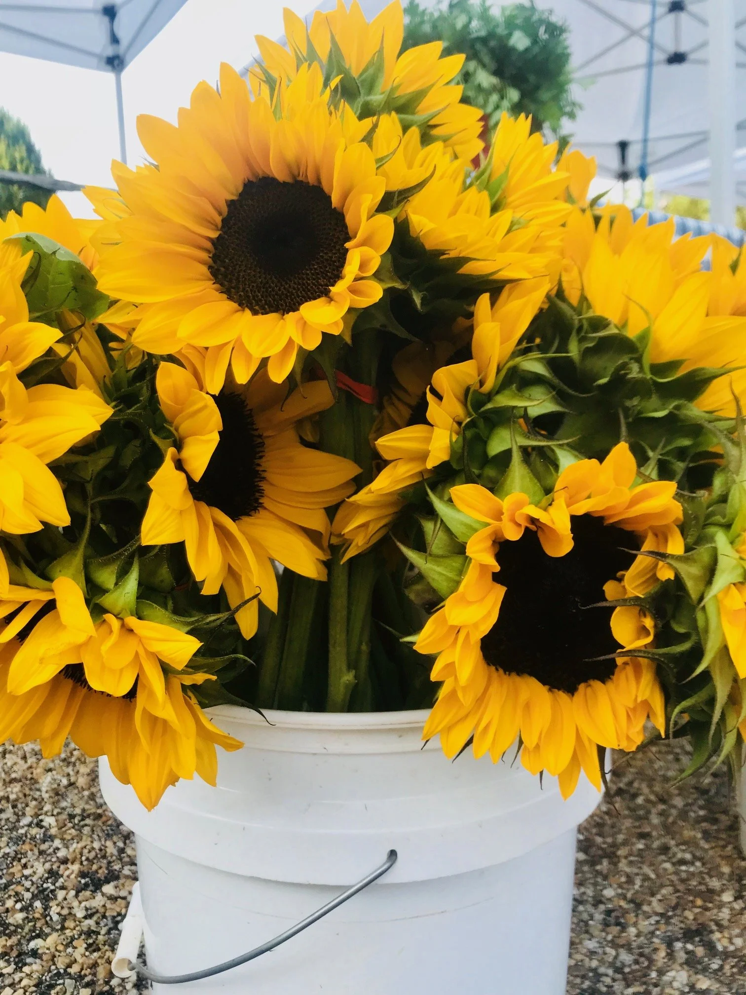 Wednesday, July 13 // Veggie Pizzas with WFU Campus Kitchen