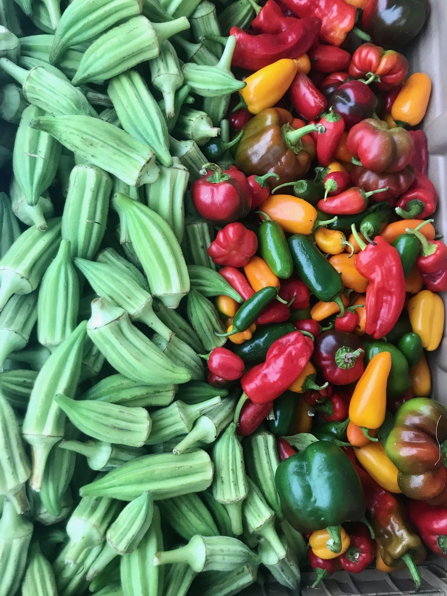 Saturday, August 20 // Don't be afraid to BULK up your Market haul...'tis the season to stock-up on Summer Produce