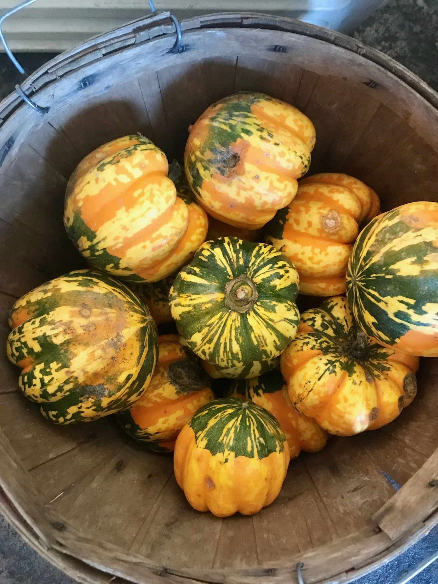 Saturday, October 8 // SQUASH leading the way