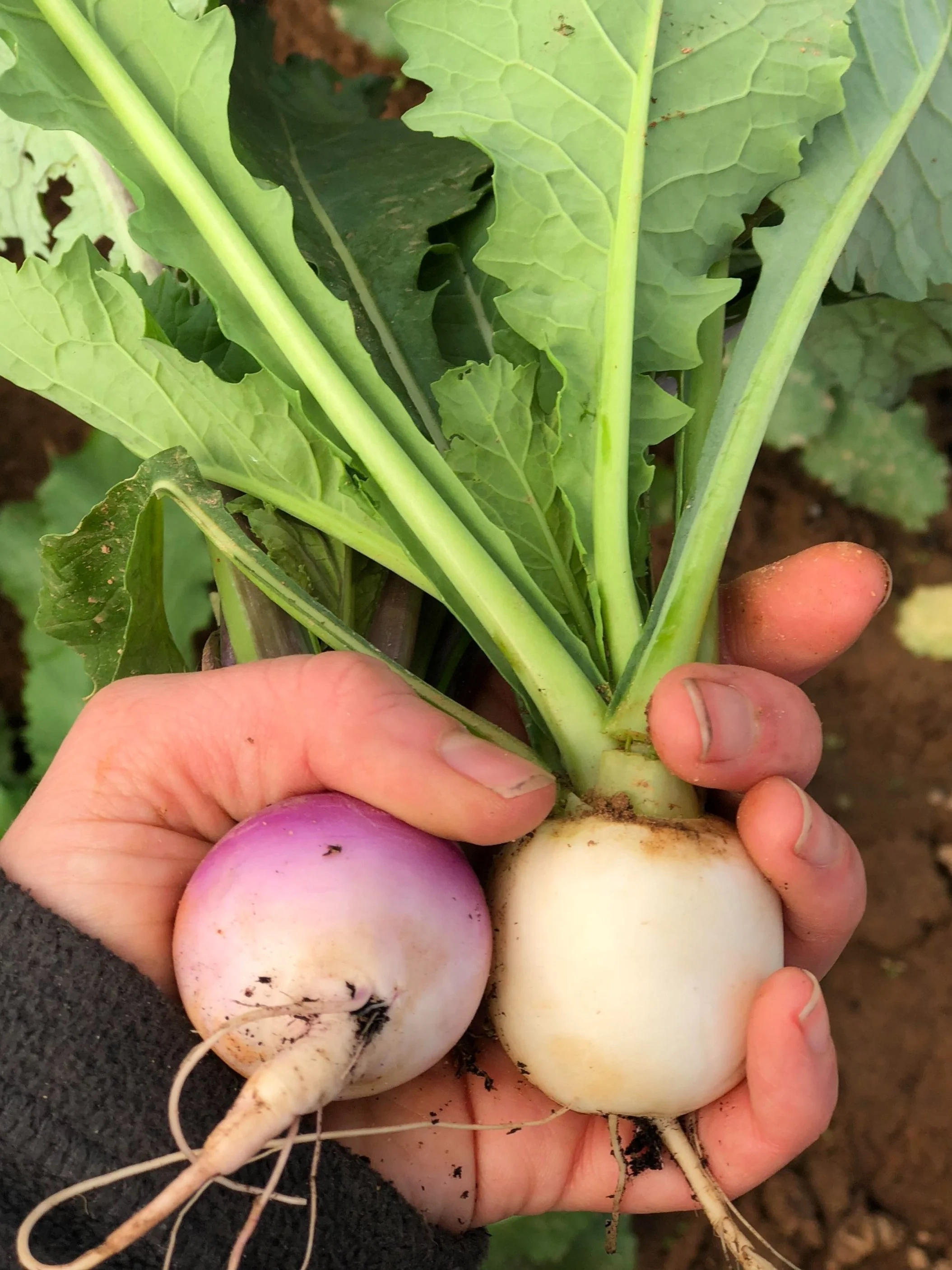 Saturday, November 5 // FULL on with Fall Goods - Only a few more weeks for November Stock Up!