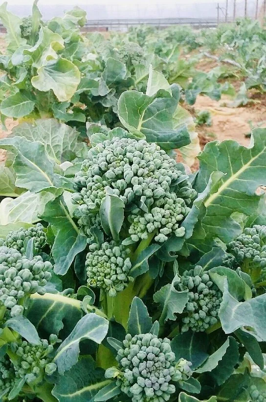 Saturday, December 10 // Just TWO December Markets left to stock &amp; shop for the holidays