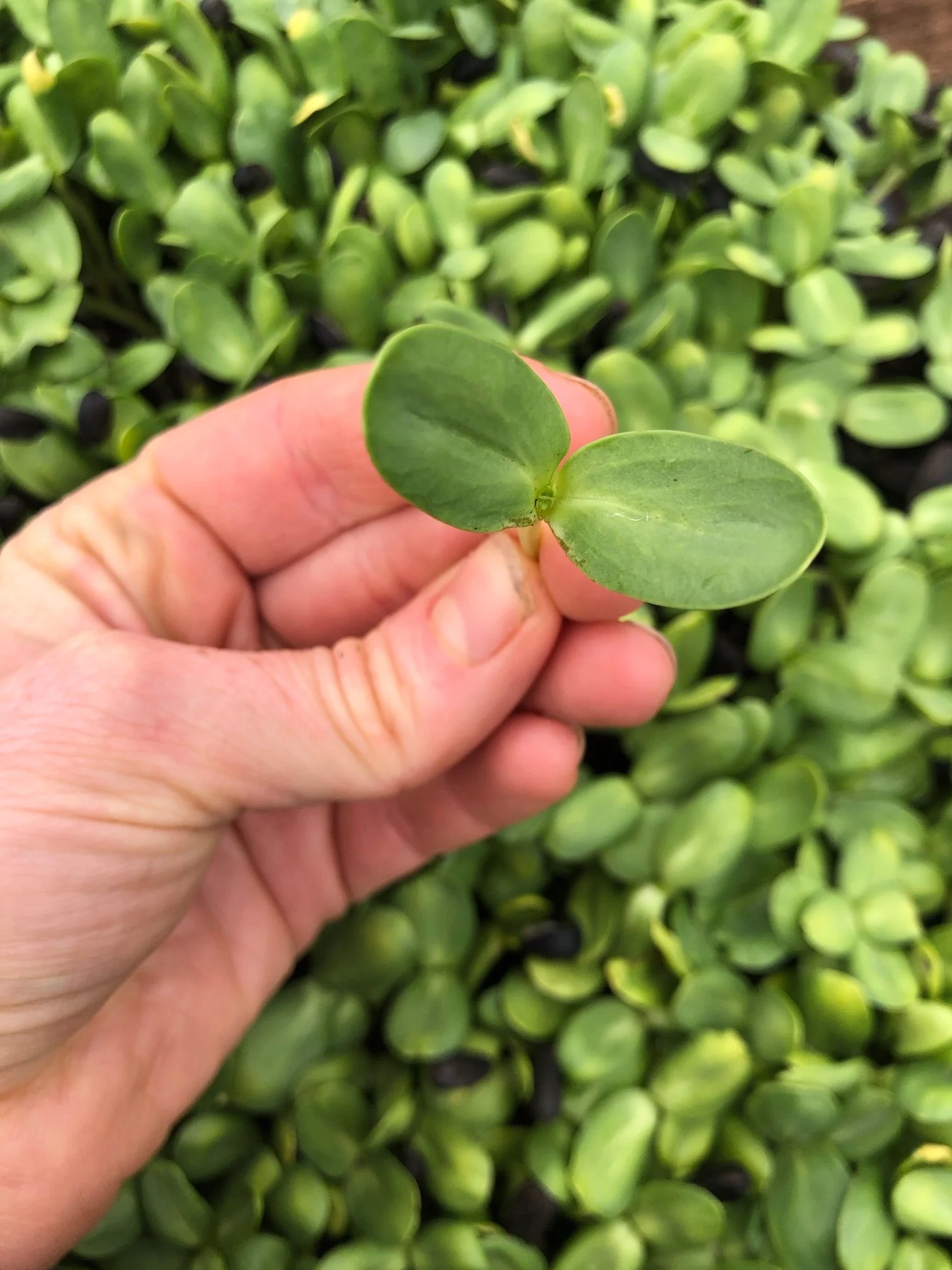 Saturday, March 9th // Rainy Market Day