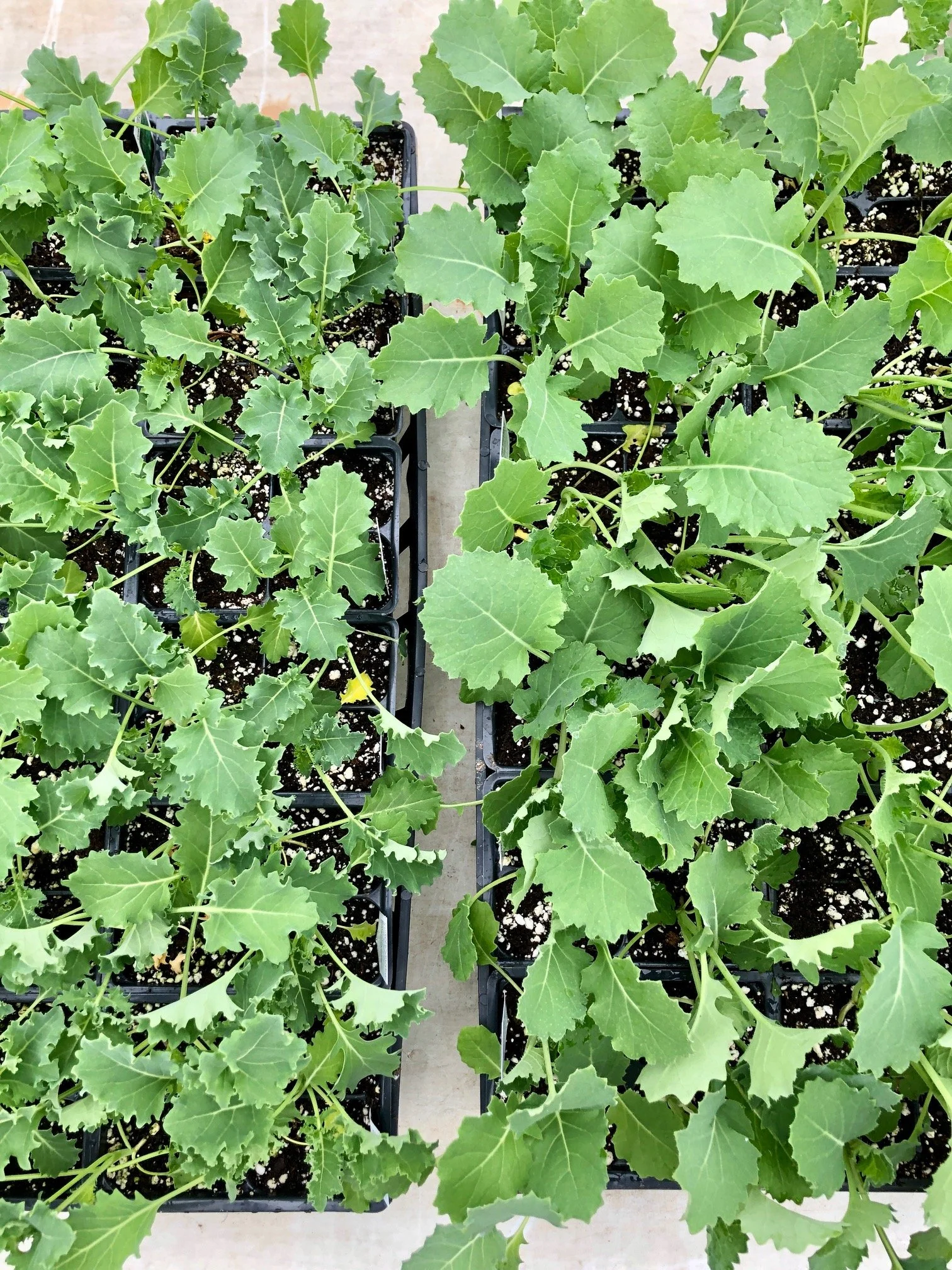 Saturday, January 28 // Let's Celebrate National Seed Swap Day!