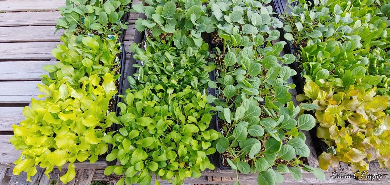 Saturday, March 11 // Grow Your Own just getting started with P L A N T S this weekend