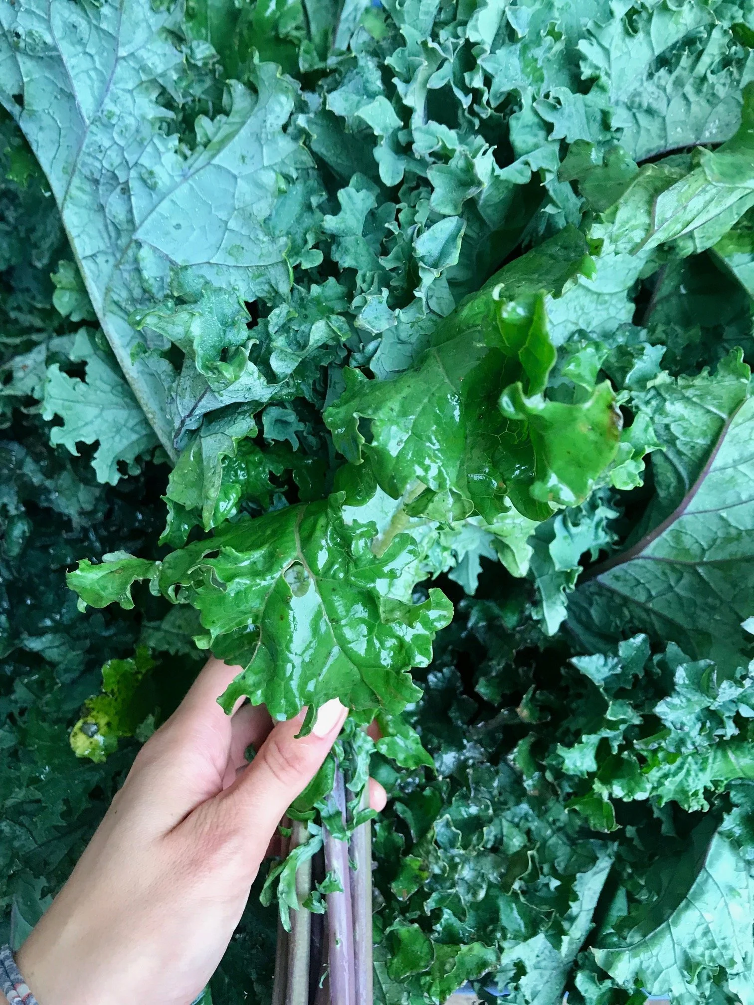 Saturday, April 1 // Main Season Kicks Off THIS Saturday!