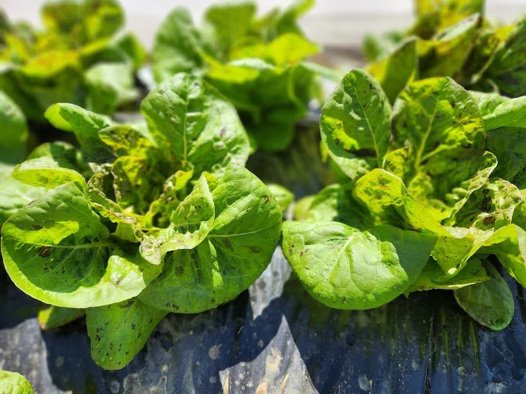 Saturday, April 8 // Take TWO - The Early Bird Gets the LIMITED Goods