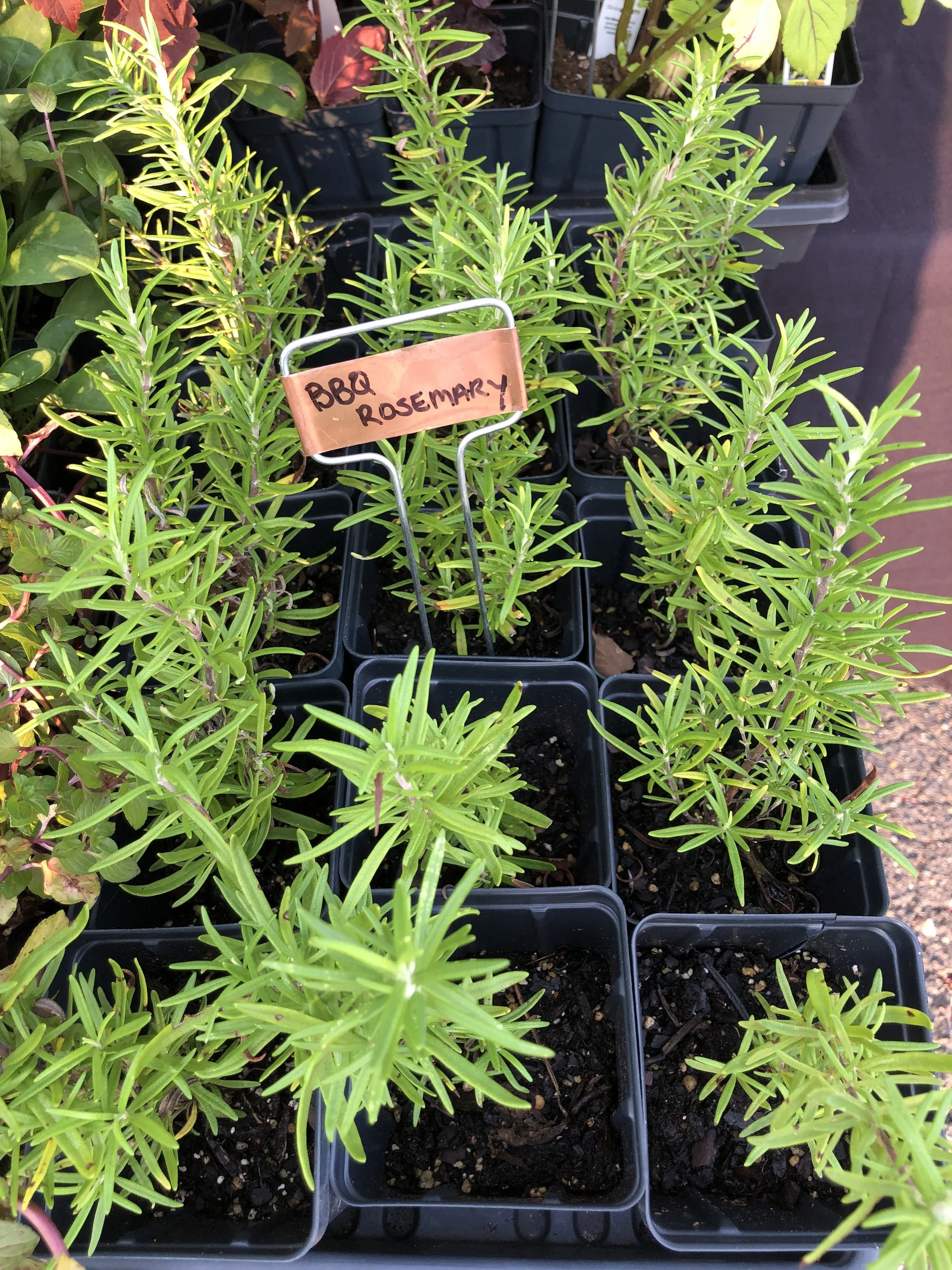 Saturday, May 6 // Perfect Time for Planting - Grow Your Own Continues