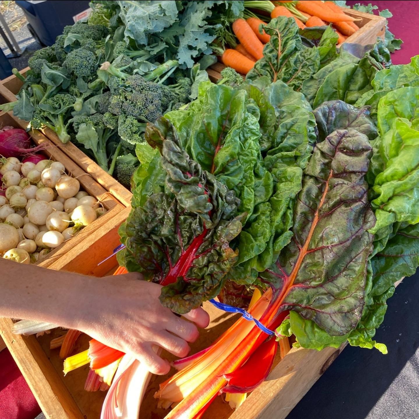 Saturday, May 20 // Greens Galore: A Salad a Day 🥬 Keeps the Doctor Away