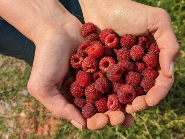 Saturday, May 27 // Stock up for the LONG Weekend