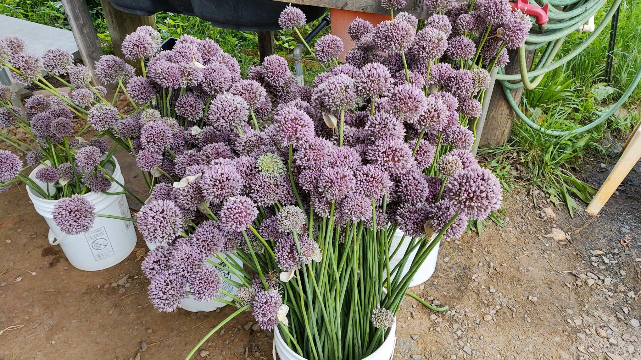 Saturday, June 10 // Summer FUN with our Local Favs